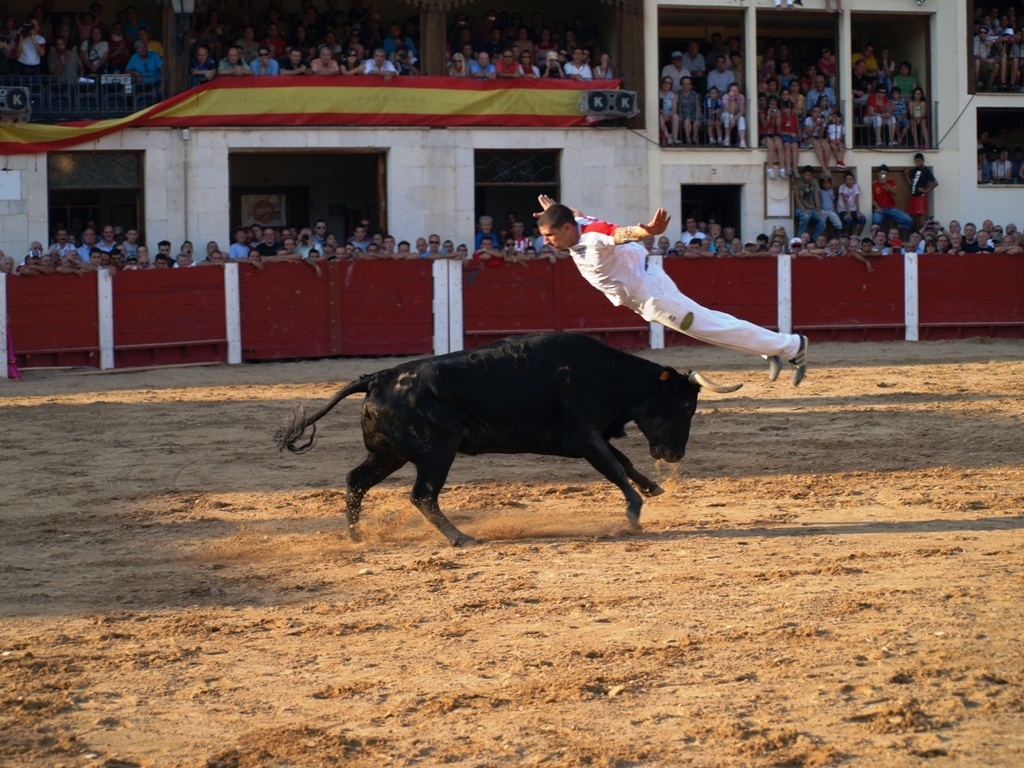 Concurso de Cortes en Peñafiel (Valladolid)