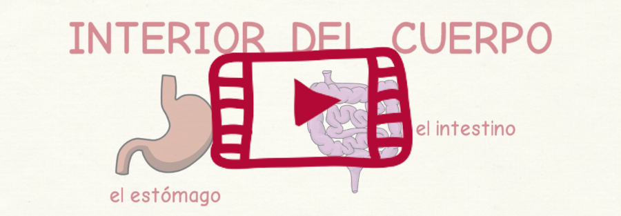 Vídeo con el vocabulario en español del interior del cuerpo humano